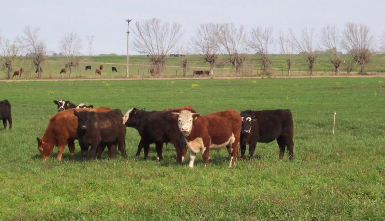 Ganadería: los precios mejoran, pero la producción no termina de despegar