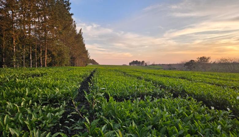 De Misiones al mundo:  como es el primer té argentino con baja huella de carbono
