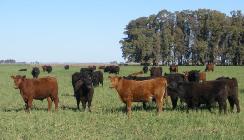 En dólares, los créditos para el sector ganadero crecieron un 20%