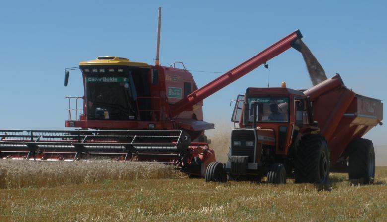 Cosecha de trigo: anticipan una campaña que promete oxígeno al Gobierno y dólares frescos a fin de año