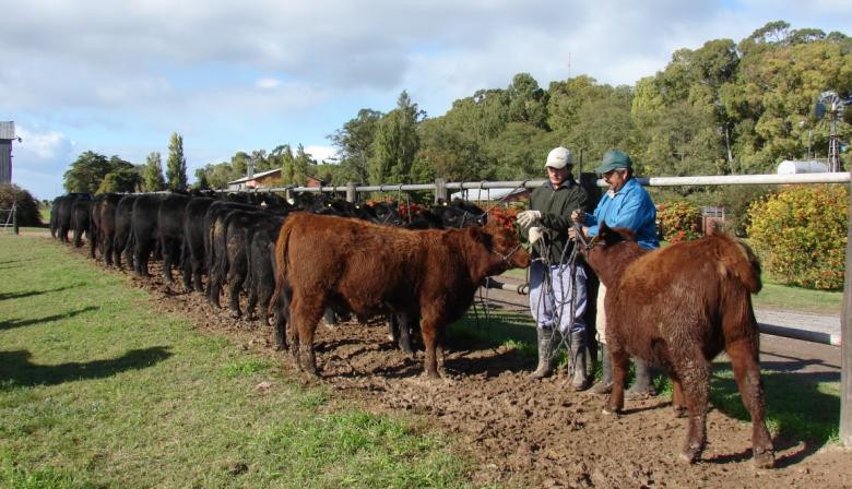 Cuánto gastarán los productores ganaderos en 2025, según la Bolsa de Comercio de Rosario