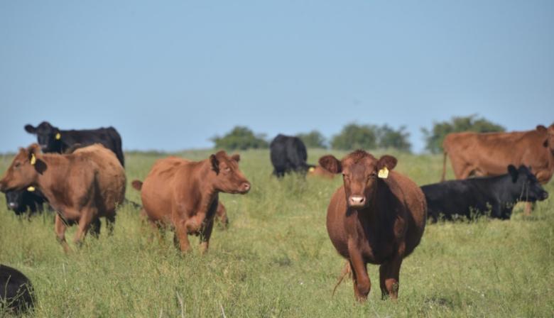 Los warrants crecieron 102% y ya superan todo lo emitido en 2024