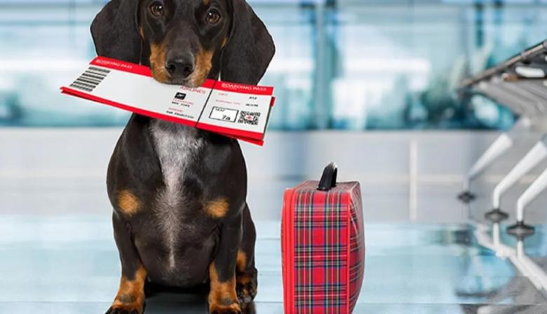 Viajar con mascotas, una tendencia que crece