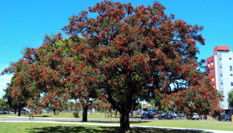 ¿Por qué el ceibo es símbolo de resistencia y flor nacional en Argentina?