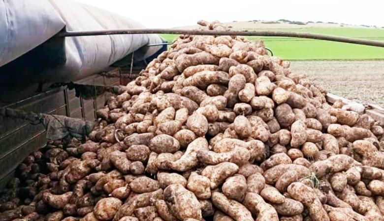 Once meses “en rojo”: La producción de papa tuvo un 2025 para el olvido 
