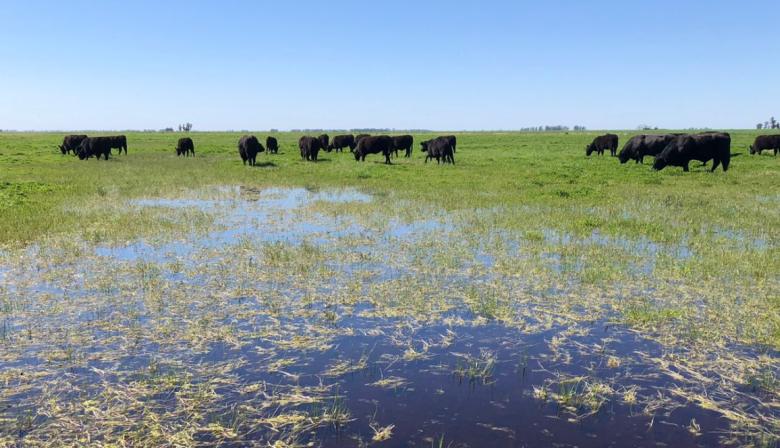 Anuario 2025: las diez noticias que marcaron el año del campo en la provincia de Buenos Aires