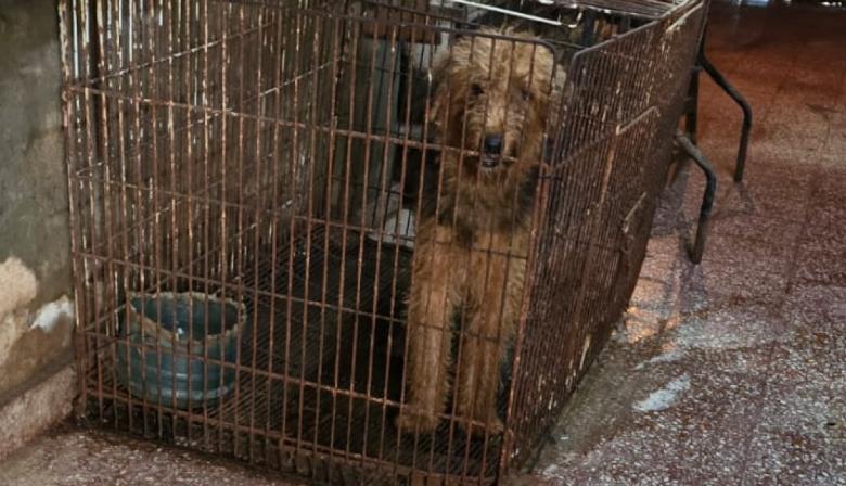 Clausuran un criadero ilegal en Saavedra y rescatan a 23 perros que vivían hacinados en jaulas