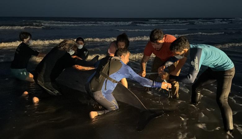 San Clemente del Tuyú: murió el zifio varado pese al intenso operativo rescate de Mundo Marino
