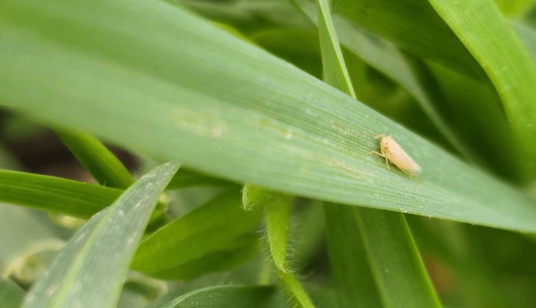 Buenas señales para el maíz: la chicharrita casi no aparece en zonas clave