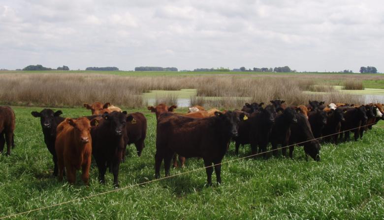 Faena en línea: productores ganaderos ya pueden consultar peso y tipificación de sus animales