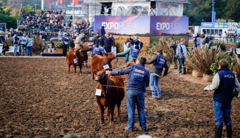 Histórico giro de Angus en Palermo: en las juras se unificarán negros y colorados