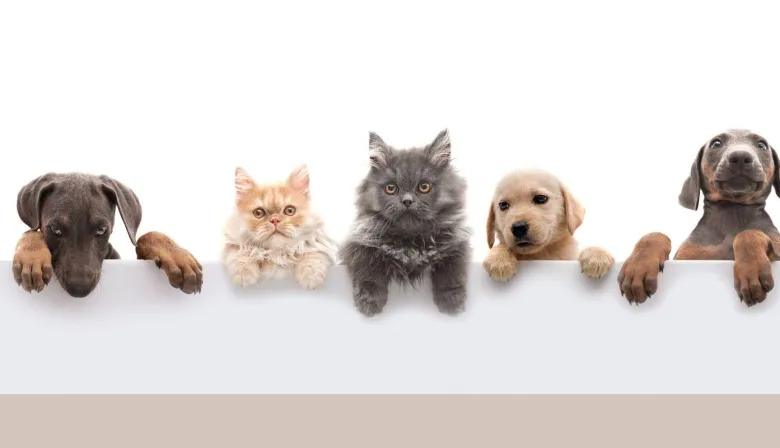 Paraguay crea el RAGAN: cómo funcionará el registro de agresores de animales