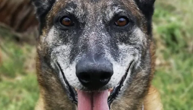 La historia de “Feo”, el perro comando que unió a Milei y Arietto en un reclamo a Kicillof