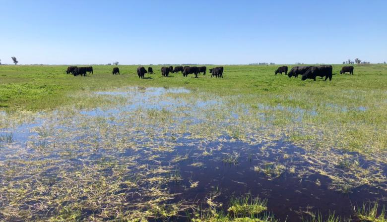 La emergencia agropecuaria llegó nueve meses tarde a Pehuajó: “Fue con saña y mala intención”