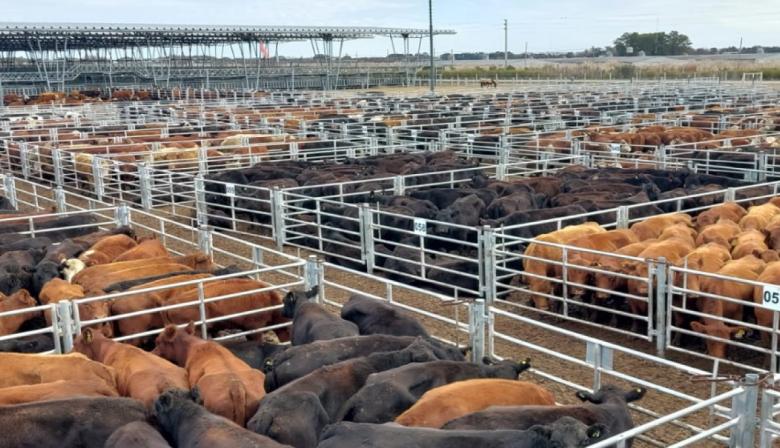 Menos hacienda en Cañuelas y precios firmes: qué puede pasar en los mostradores de las carnicerías