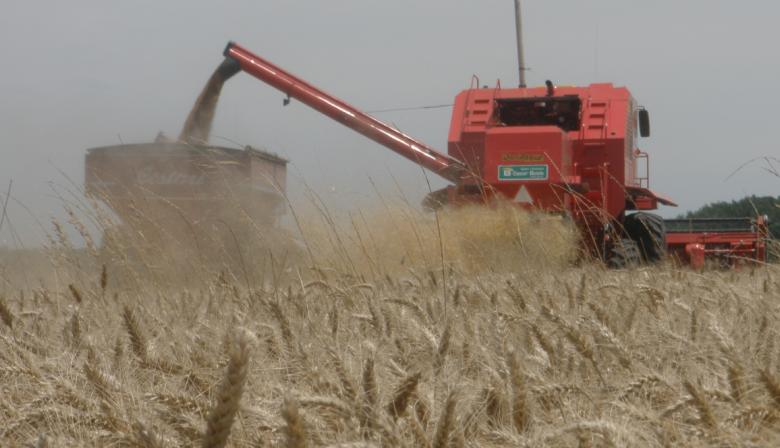 El Gobierno confirmó cosecha récord para el trigo de la campaña 2025/26