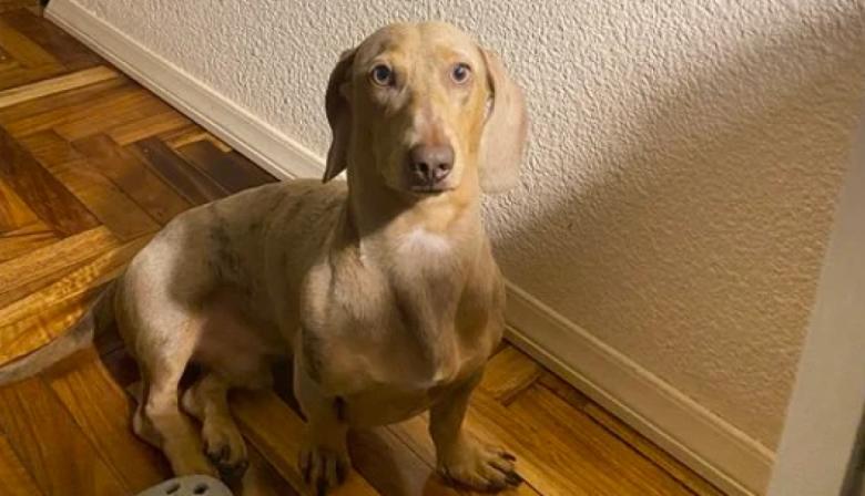 Desesperada búsqueda en Belgrano: le robaron su perro salchicha en la puerta de un supermercado