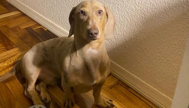 Apareció Oliver, el perro salchicha robado en Belgrano: la compra en Retiro que lo salvó