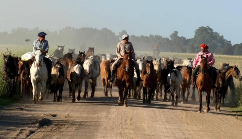 “Verlos en paz es misión cumplida”: La emotiva historia detrás del arreo de 133 caballos rescatados