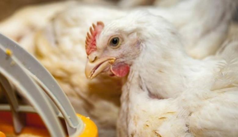 Economías regionales: El sector avícola mostró un deterioro del negocio y encendió las alarmas 