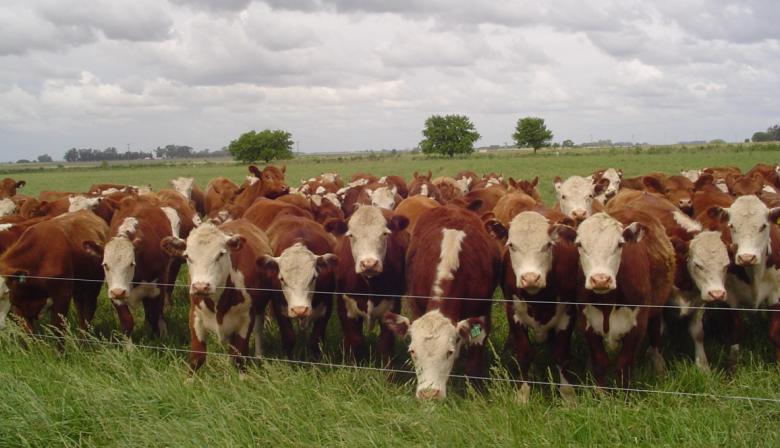 La hacienda logró ganar la batalla contra la inflación, mientras granos y leche quedaron rezagados