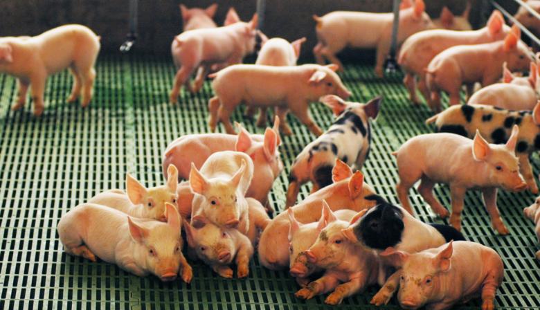 De los "récords" de Agricultura a la crítica de los privados: que pasó con el sector porcino en 2025