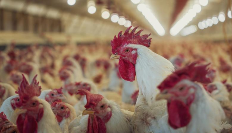 Por un positivo de influenza en la provincia de Buenos Aires, se suspenderán las exportaciones de carne aviar