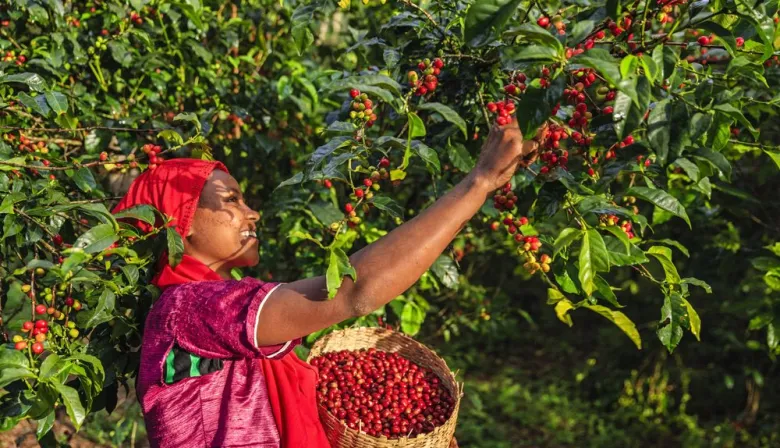El calor extremo redefine el café latinoamericano: quién gana y quién pierde