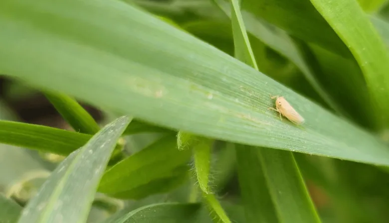 Cómo quedó el mapa de la chicharrita de maíz en febrero