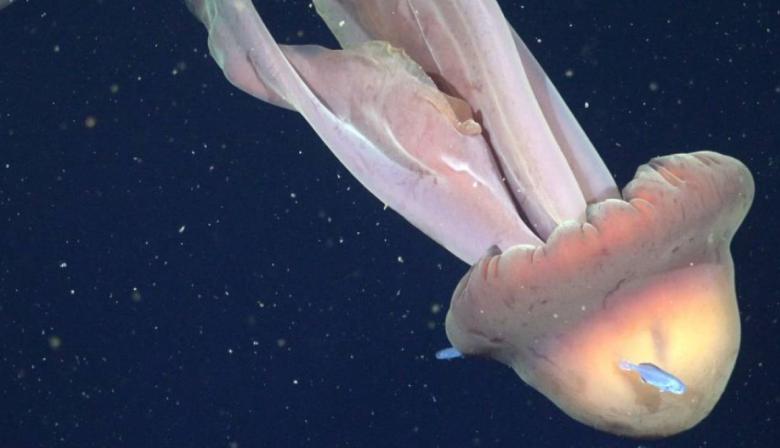 Hallazgo histórico: encuentran una medusa gigante en el mar Argentino