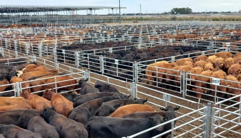 La hacienda de consumo llegó a $5.500 y anticipan más subas en marzo para la carne