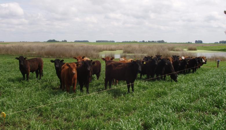 La semana del agro, entre la hacienda imparable en Cañuelas y el ajuste al INTA