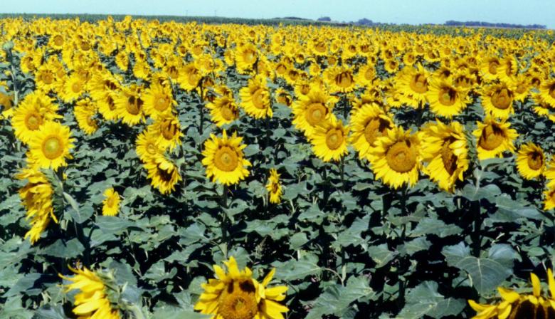 El girasol no afloja y se encamina a una cosecha récord de 6,2 millones de toneladas