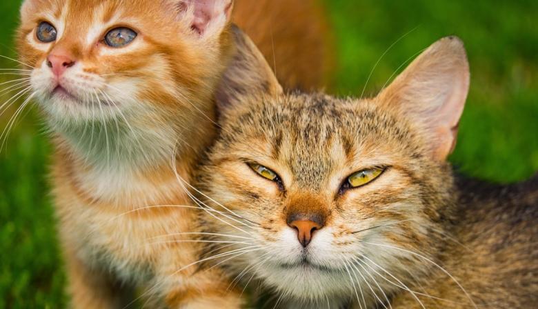 Día Internacional del Gato: 3 fechas, un presidente y 5 datos curiosos