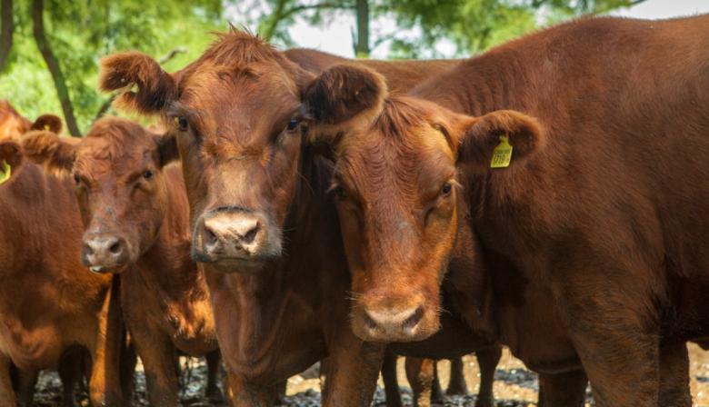 El podio del agro, entre la fuerte suba de la hacienda y el repunte de la maquinaria agrícola