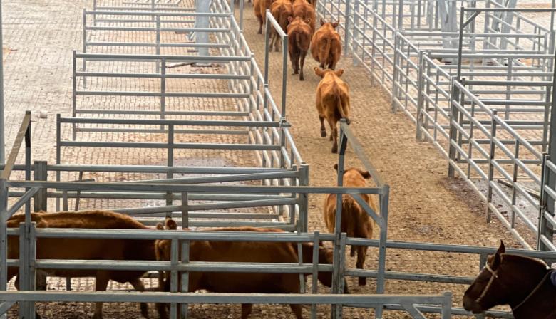 Cómo impactará en el bolsillo las fuertes subas de la hacienda vacuna en Cañuelas