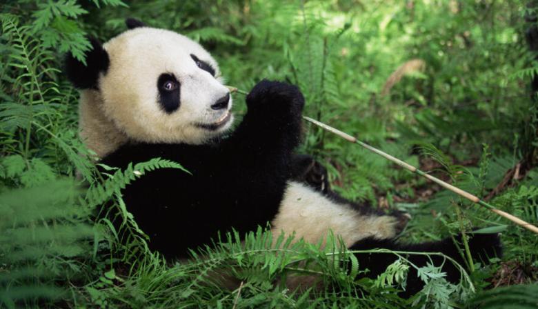 21 de febrero: Día Internacional para la Protección de los Osos del Mundo