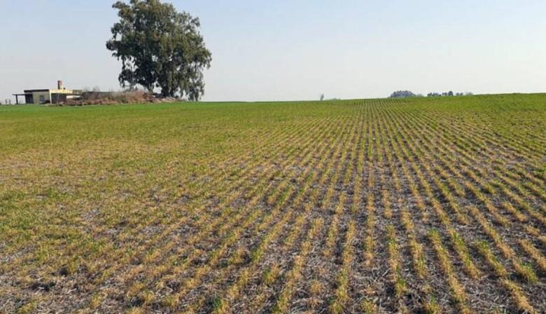 Enero fue el mes más seco en 60 años y encendió alarmas en la producción del norte de Buenos Aires