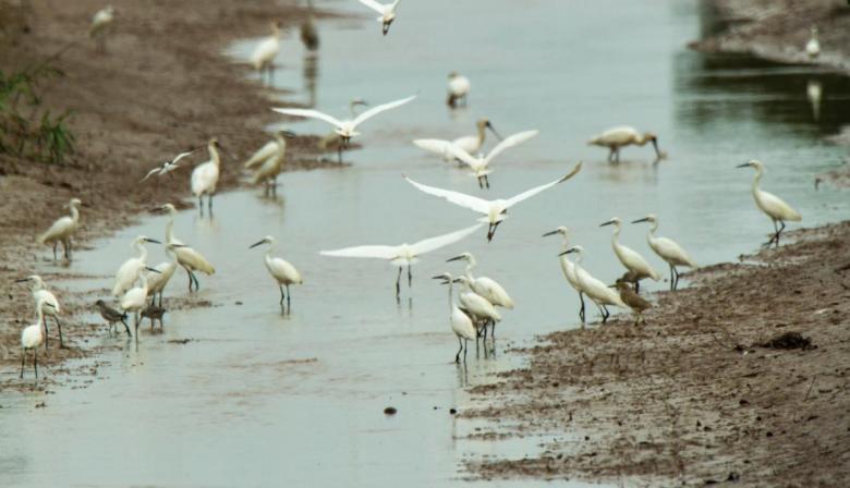 El SENASA detectó casos positivos de influenza aviar en General Madariaga
