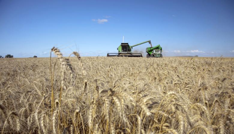 En enero, el trigo y la cebada impulsaron las exportaciones agroindustriales