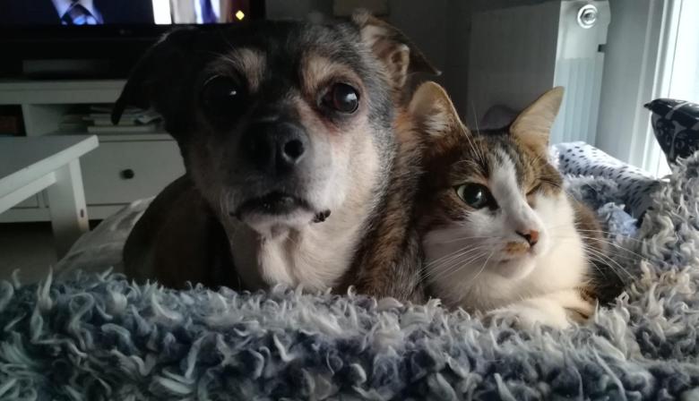 Amor del bueno: cómo cuidar a perros y gatos en cada etapa de su vida