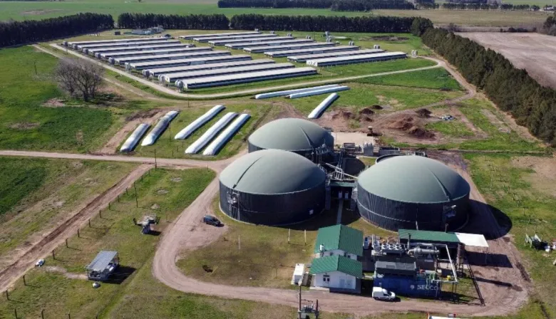 Pacuca Bioenergía: La “usina” porcina que genera electricidad para 5 mil personas con efluentes