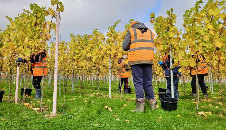 El vino de Burdeos: cae el consumo y la industria busca reinventarse