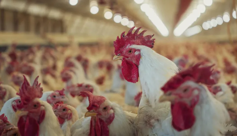 El SENASA confirmó un nuevo caso de gripe aviar en Bolívar