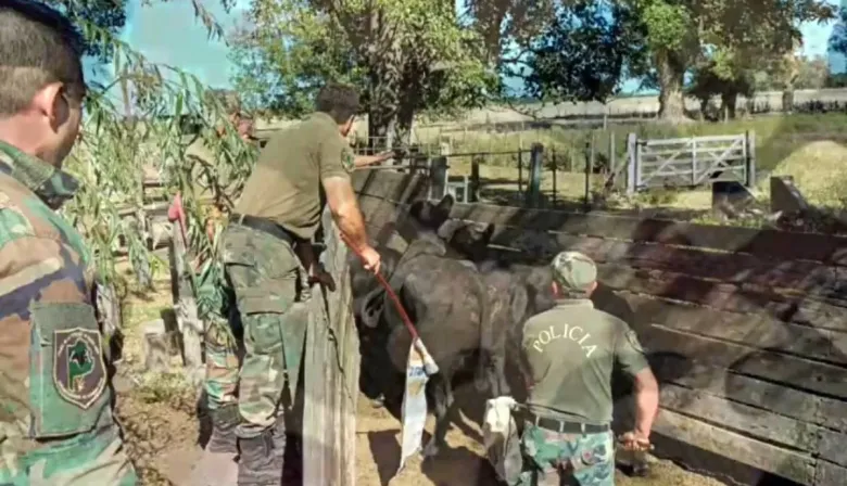 Recuperan 58 vacunos tras robo millonario en Las Flores: Así fue el operativo