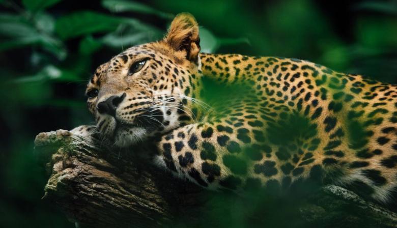 Día Mundial de la Vida Silvestre: por qué el 3 de marzo es clave para la biodiversidad