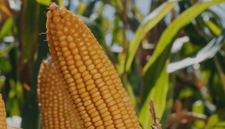 Cómo es el reporte de MAIZAR sobre chicharrita que trae alivio al maíz