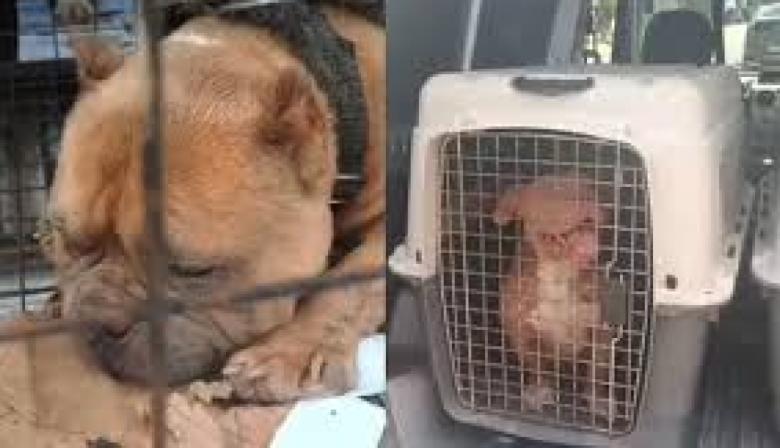 Salta: condena a un hombre por criadero ilegal y le imponen reglas de conducta