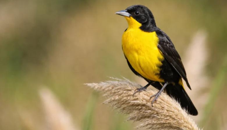 Cómo es la jugada clave para frenar su extinción en Argentina del tordo amarillo