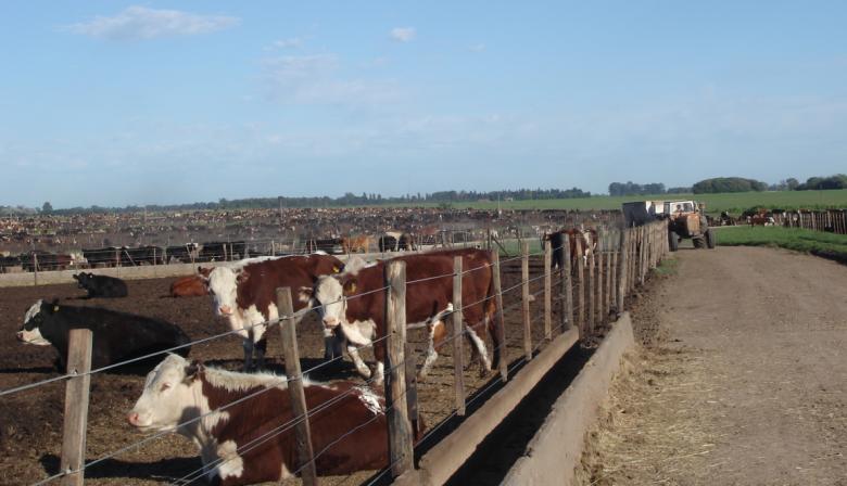 Feedlot y subproductos: las claves del despegue ganadero en Argentina